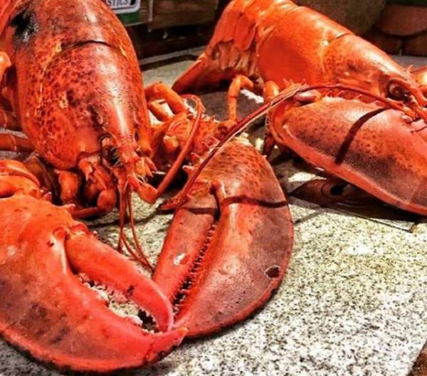 Maine Lobster