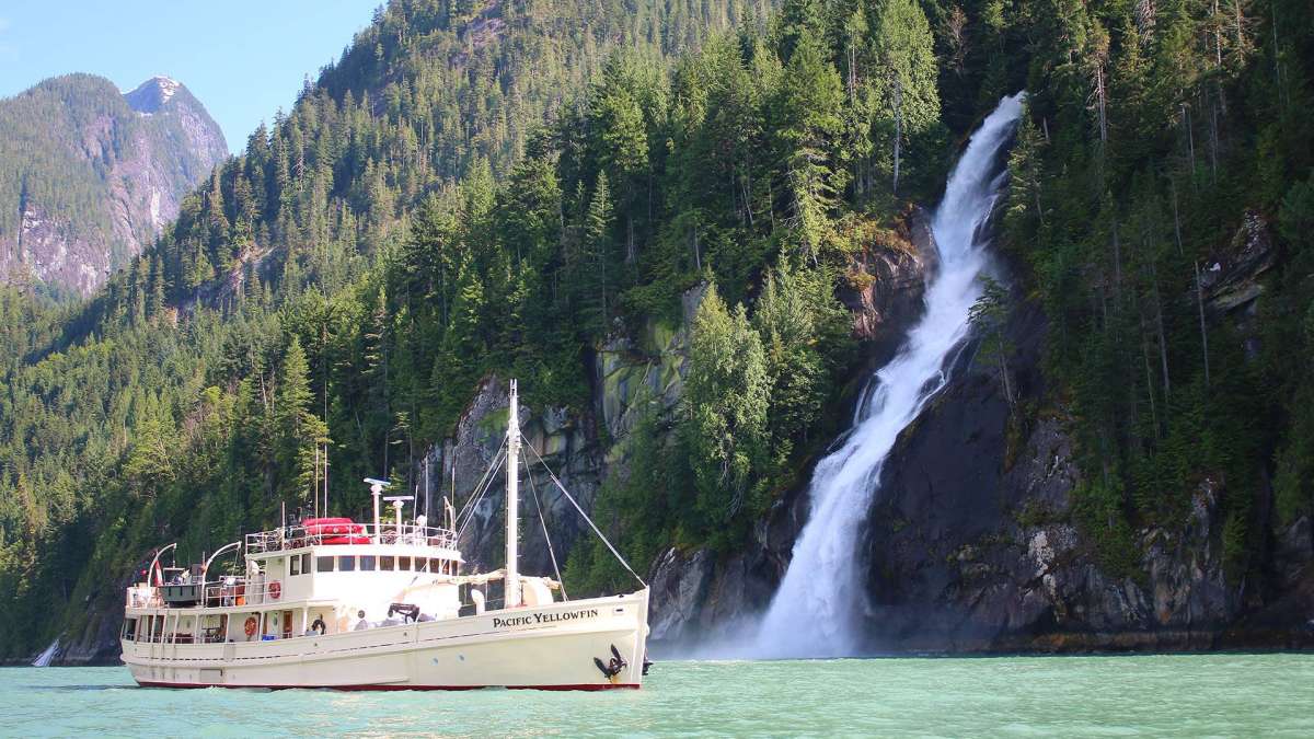 Pacific Yellowfin in British Columbia, Canada.