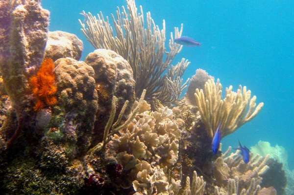 Snorkeling Pompion - White Rock