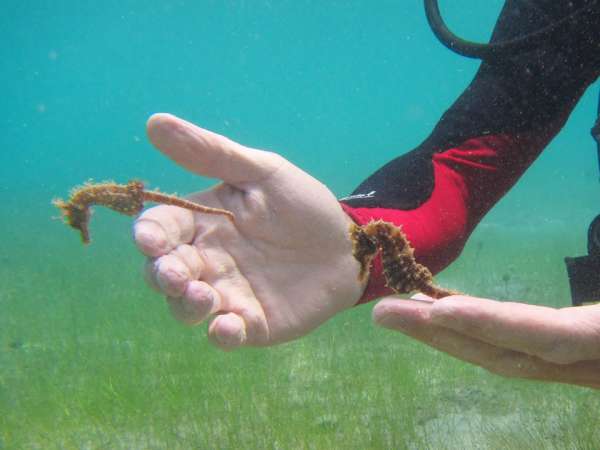 Seahorses at Cooper Island