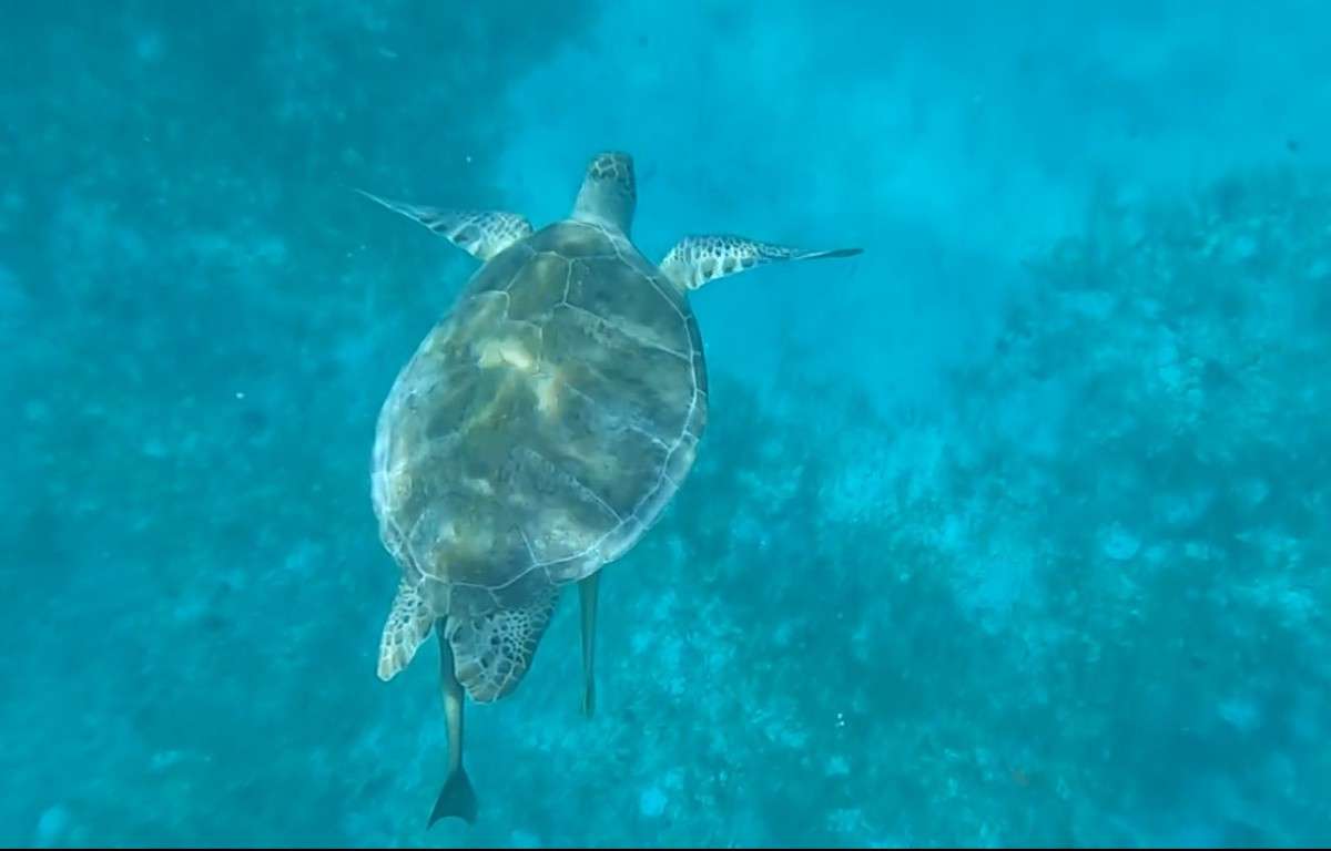 Swimming with Sea Turtles