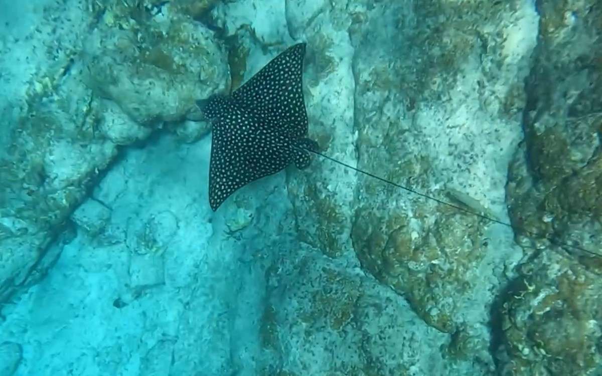 More snorkeling fun