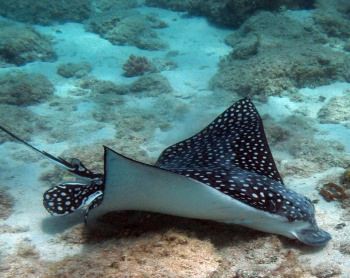 Spotted Eagle Ray