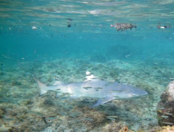 Smiley the Caribbean Reef Shark