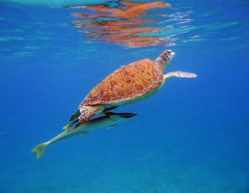 Turtle with Ramora underneath