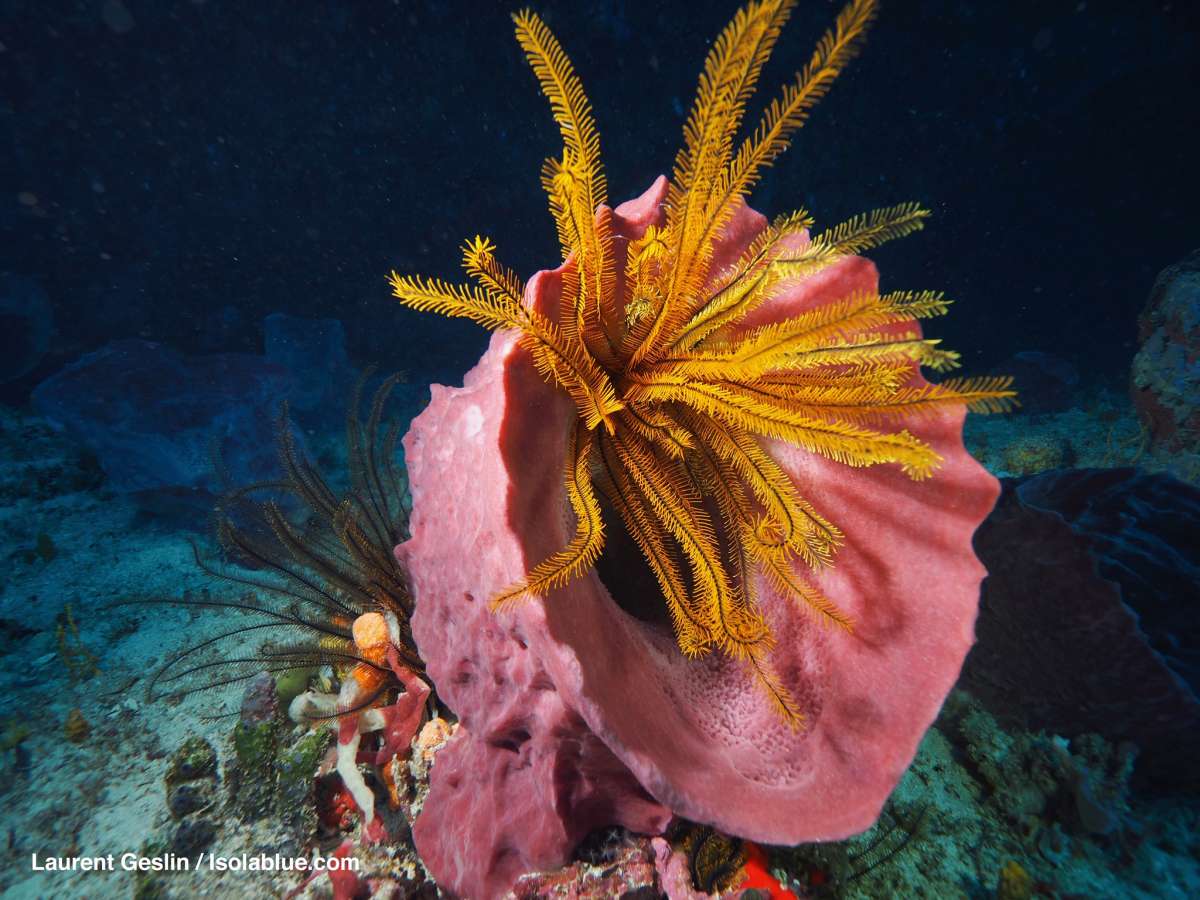 Beautiful corals