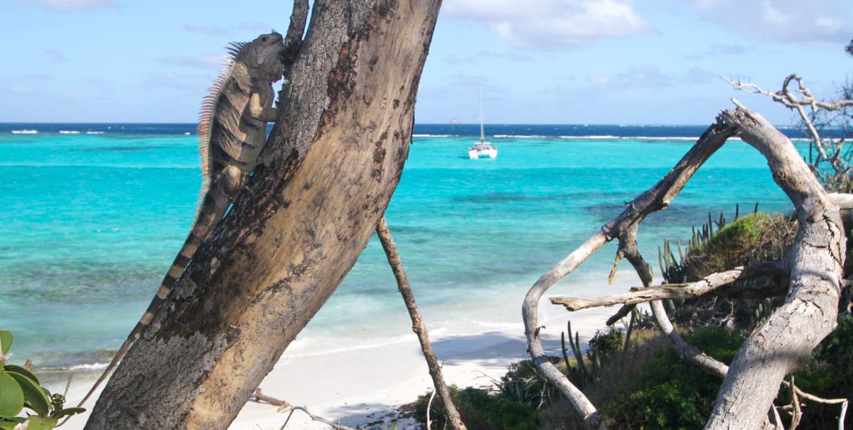 Tobago Cays 