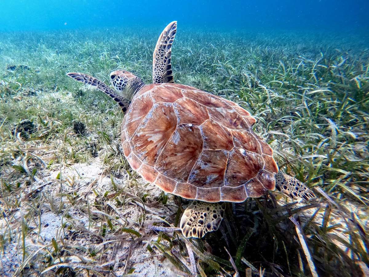 Swim with Turtles