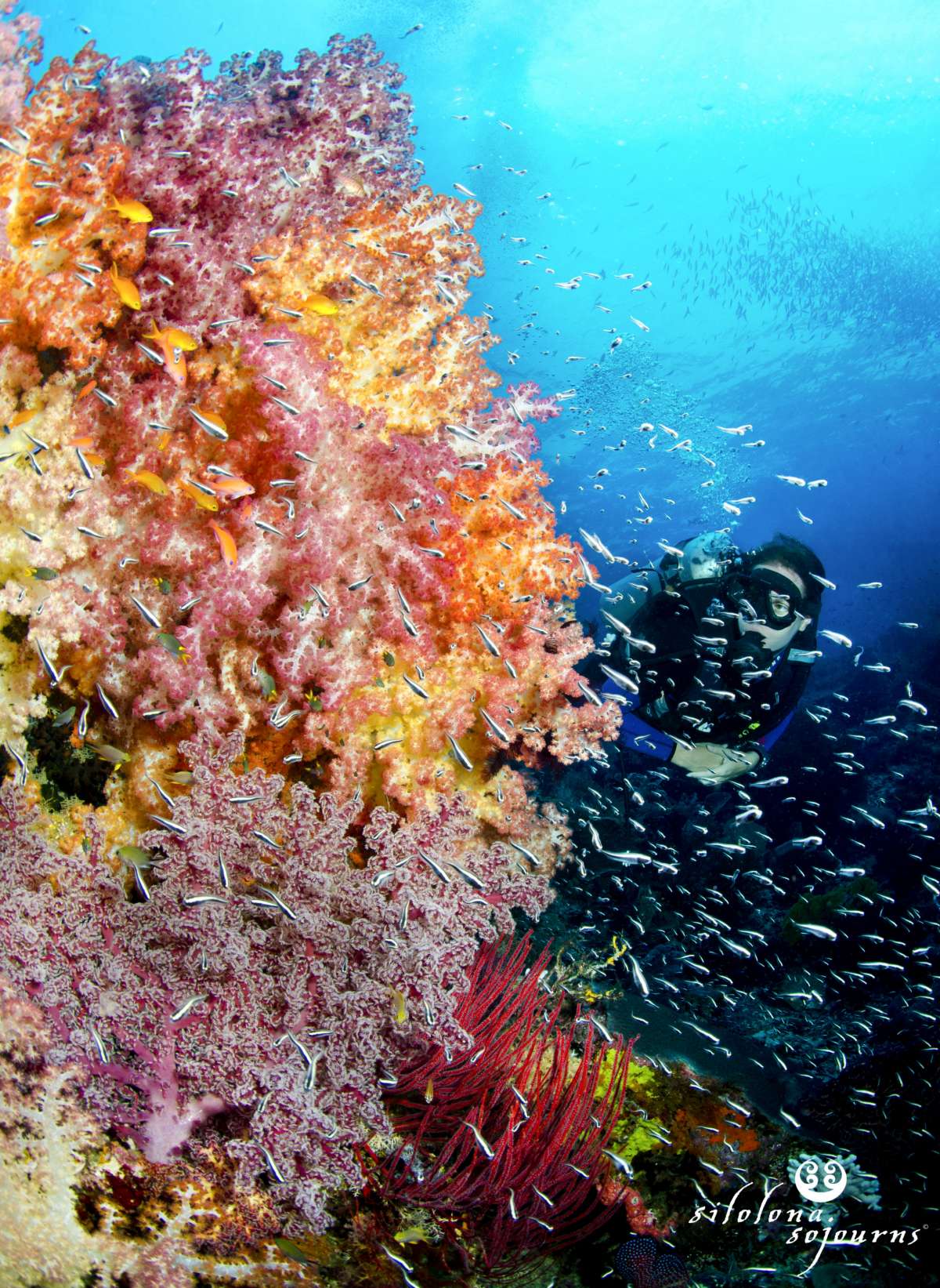 Komodo reef