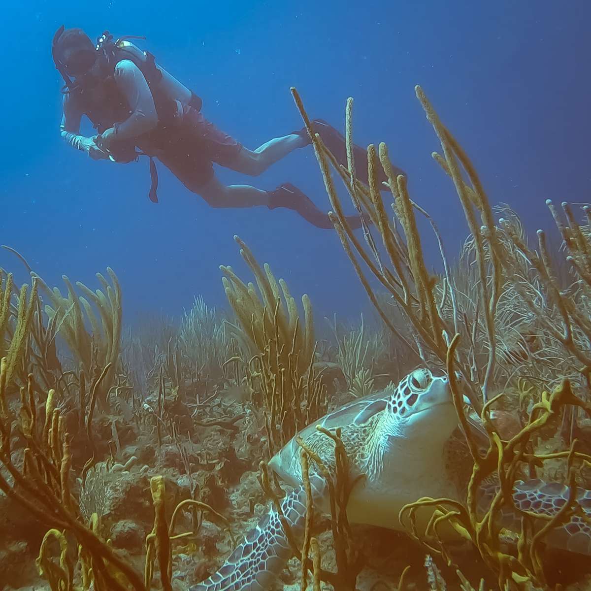 Diving on board Koru