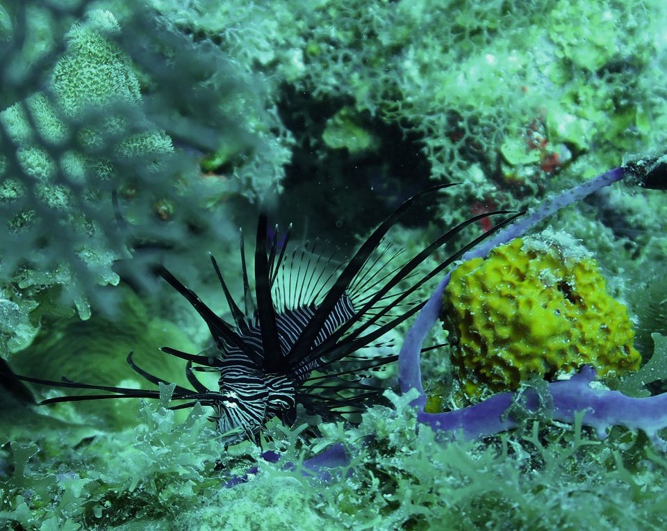 THE BIG DOG Yacht Charter - Lionfish at Black Forest Dive site