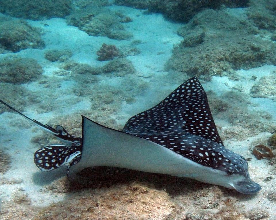 THE BIG DOG Yacht Charter - Spotted Eagle Ray