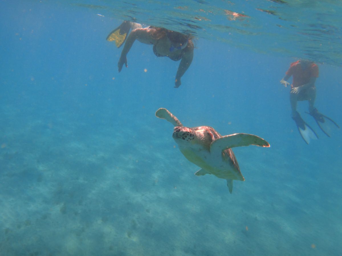 Swimming with turtles