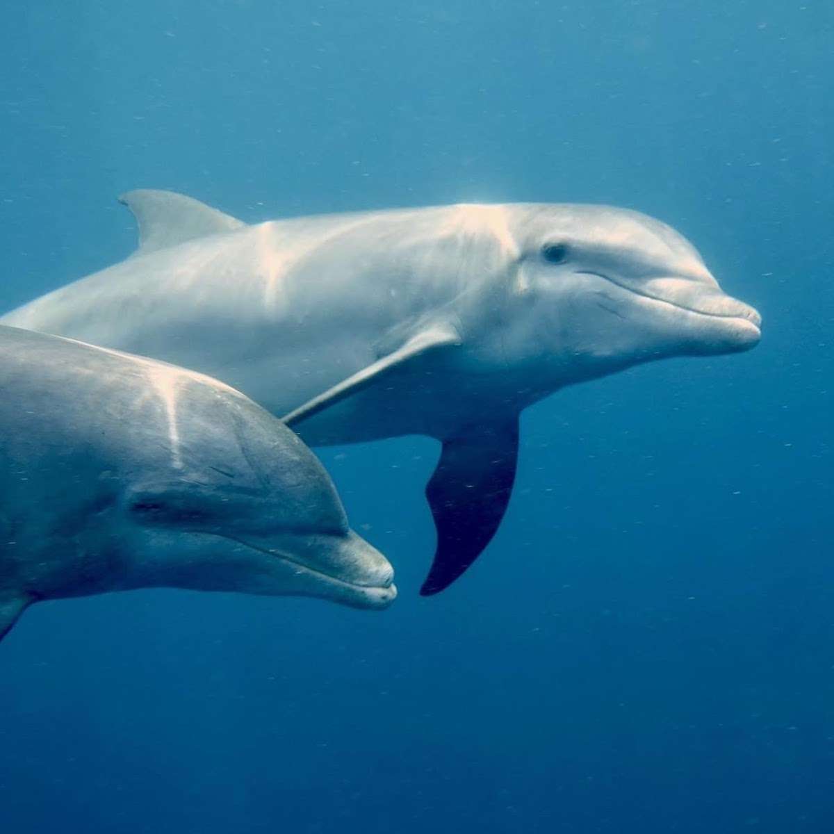 PHYSALIA Yacht Charter - Dolphin Sighting