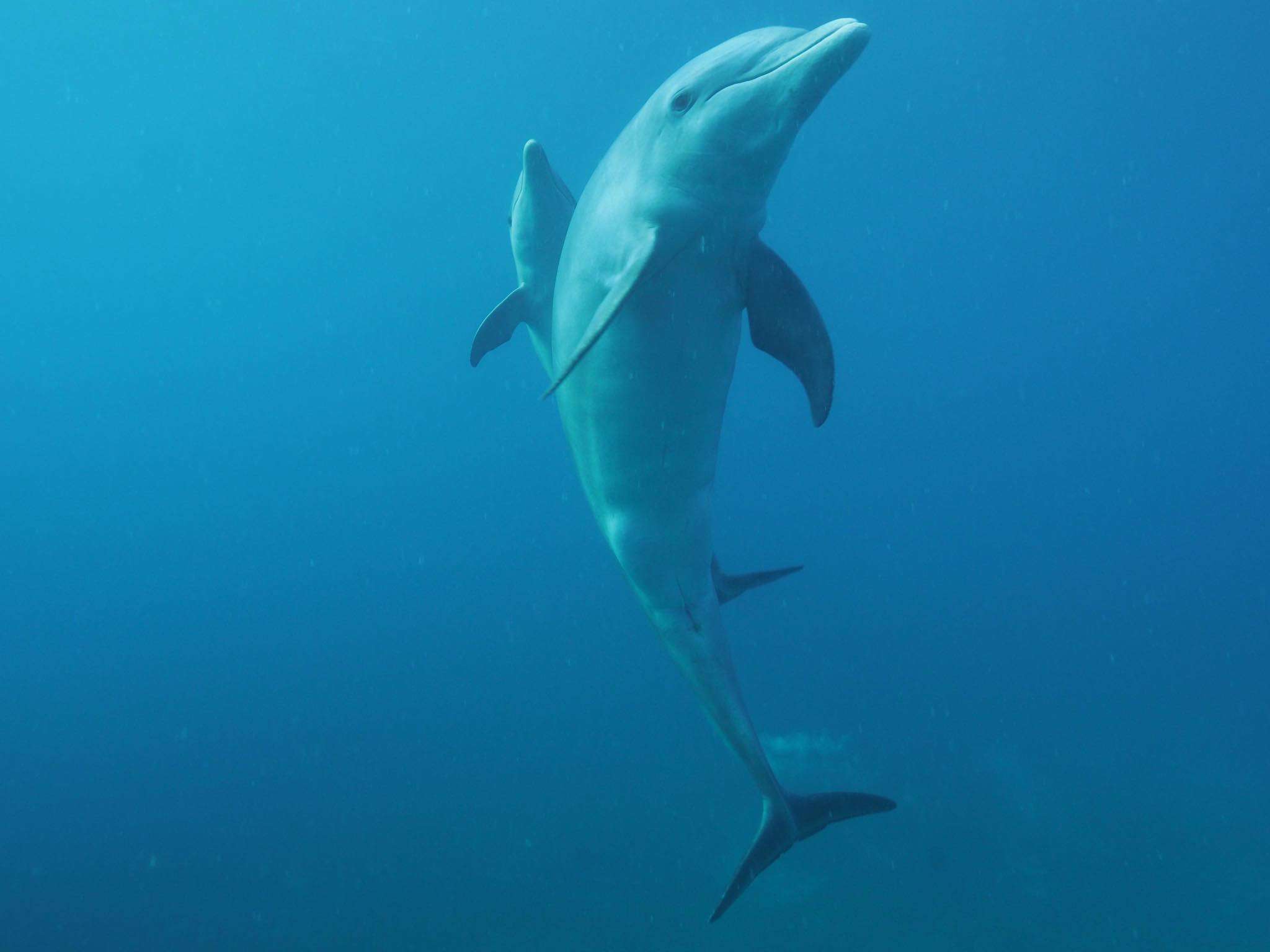 black tortuga dolphin