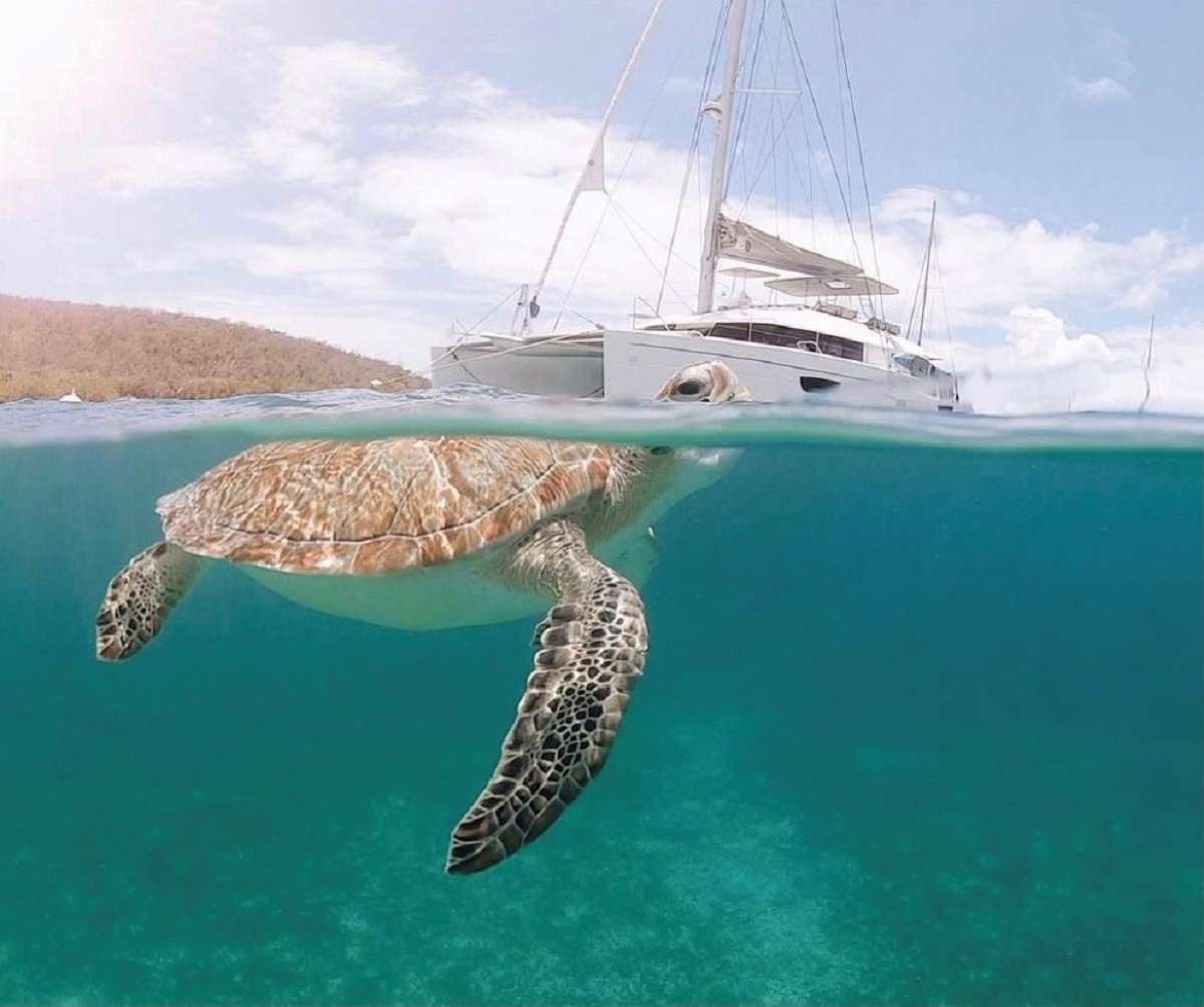 ENCHANTE Yacht Charter - Snorkeling with turtles