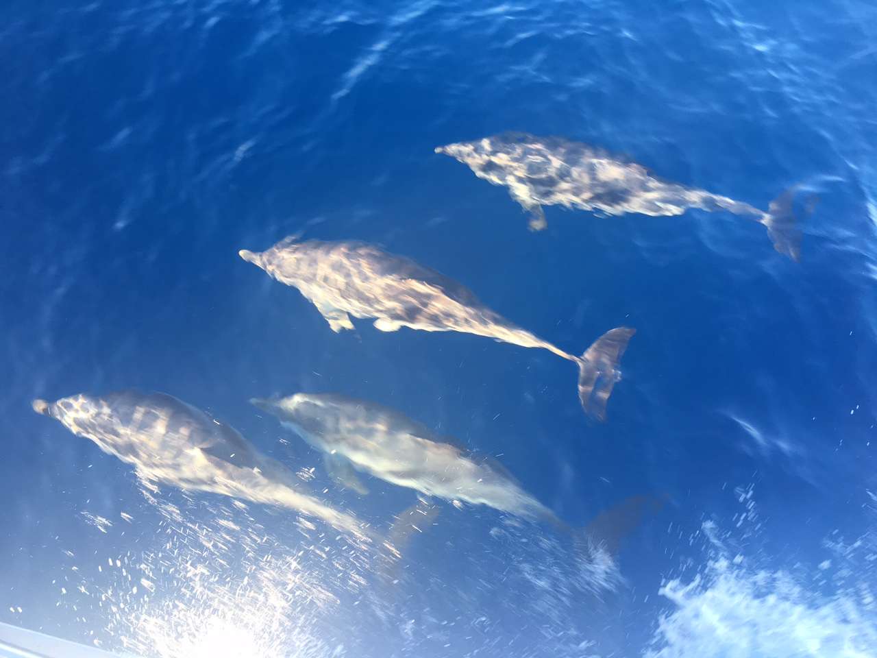 Local Wildlife