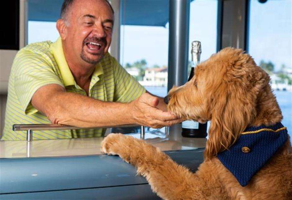 Owner's hypoallergenic Golden doodle gets a bar treat