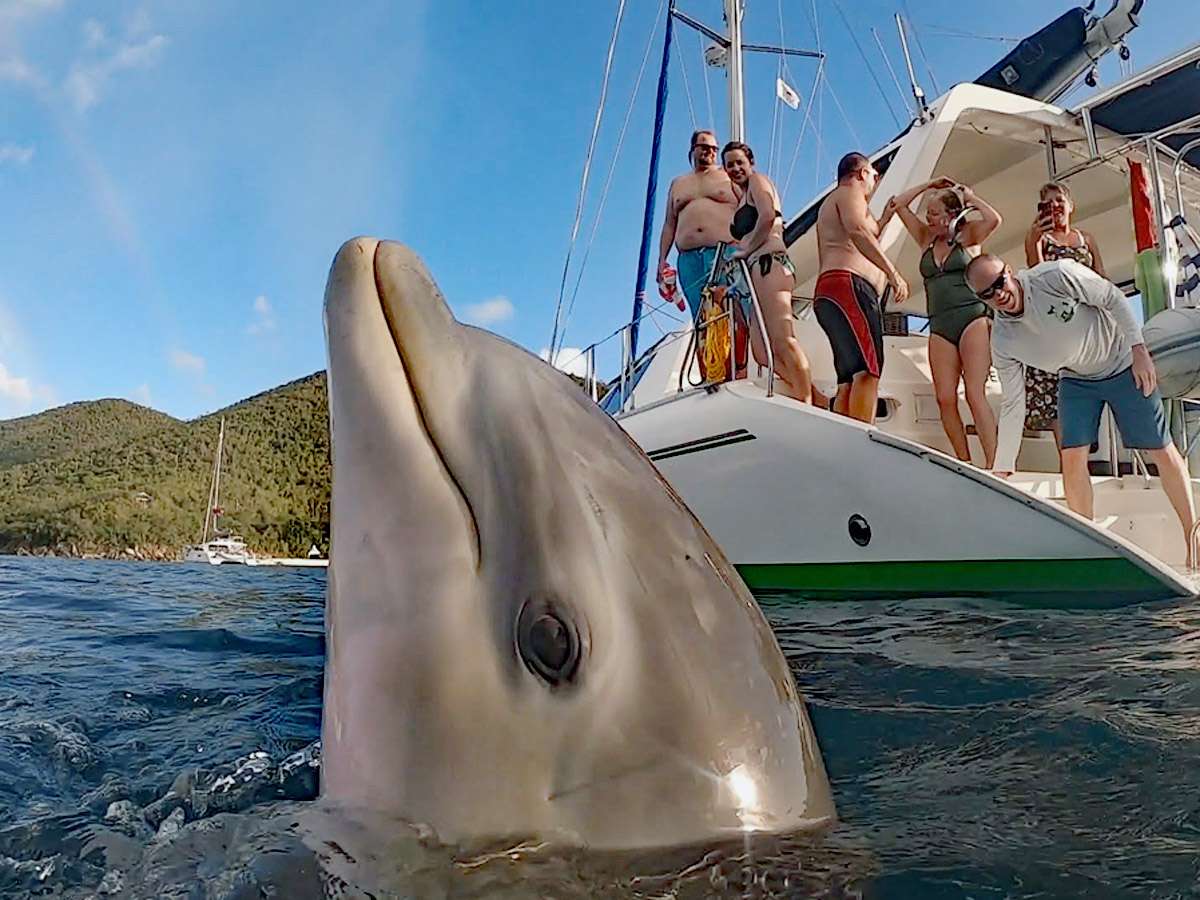 KUMA TOO Yacht Charter - Friendly Dolphin Encounter!