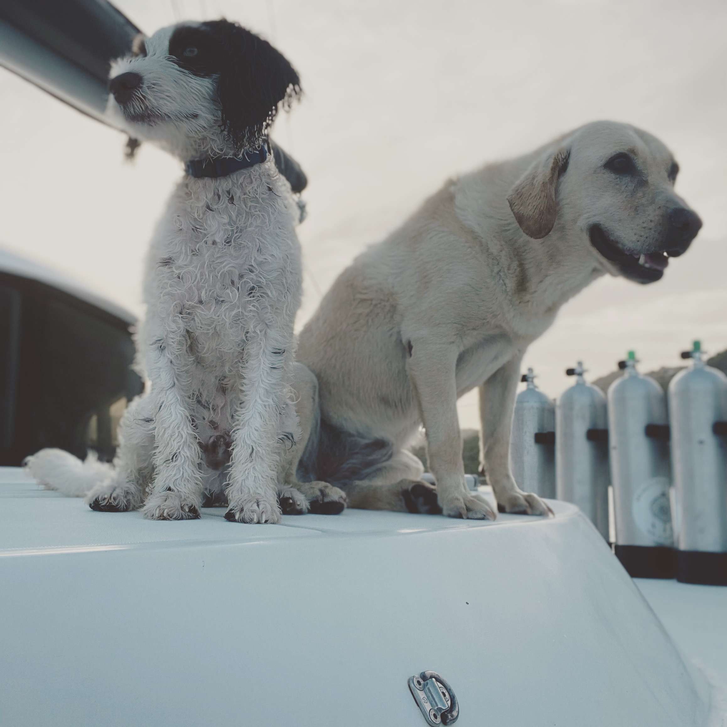 Catamaran Dreamcatcher dog