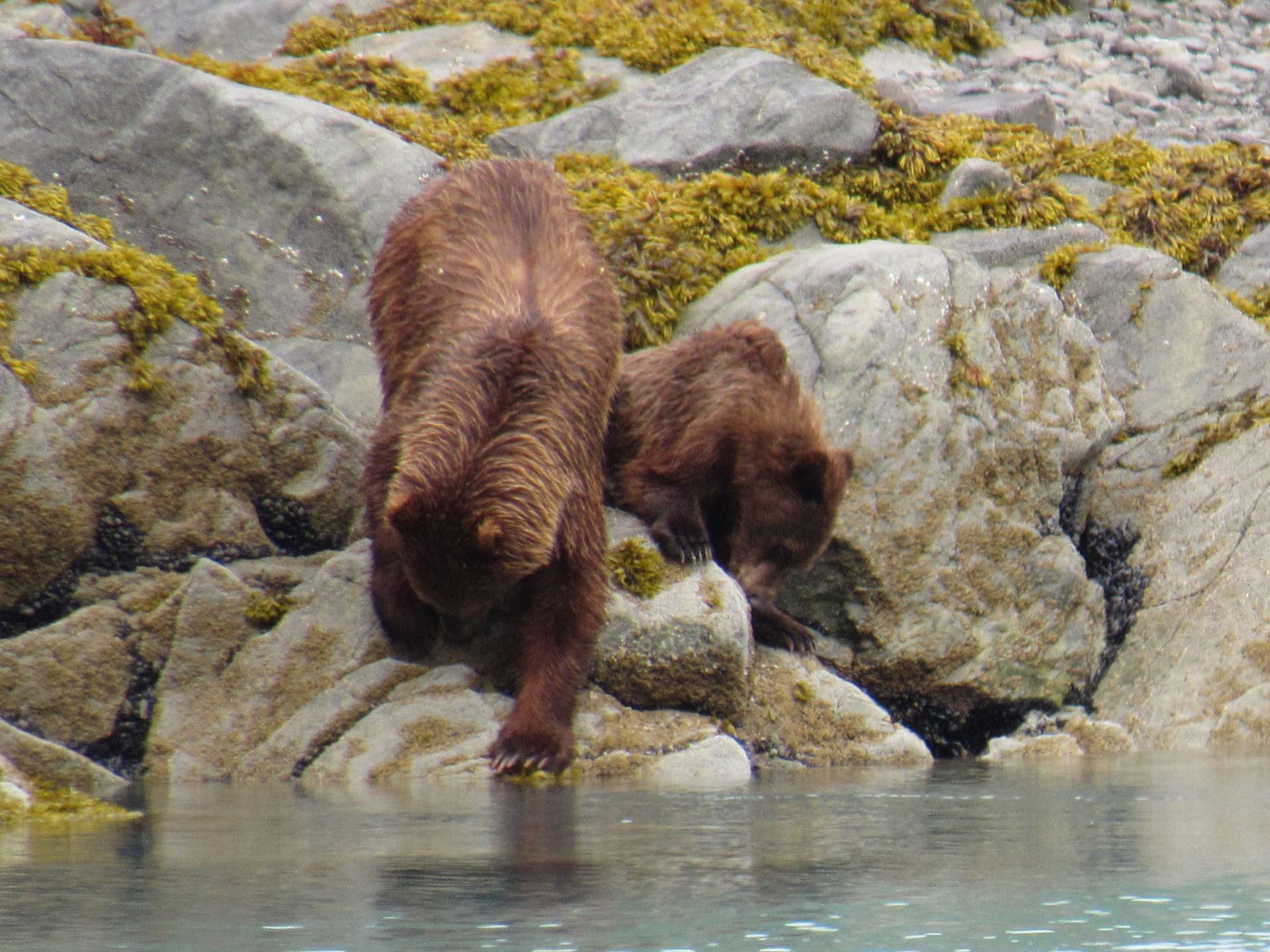 Snow Goose Yacht Charter - Up front views of brown bears are just part of the day to day experience