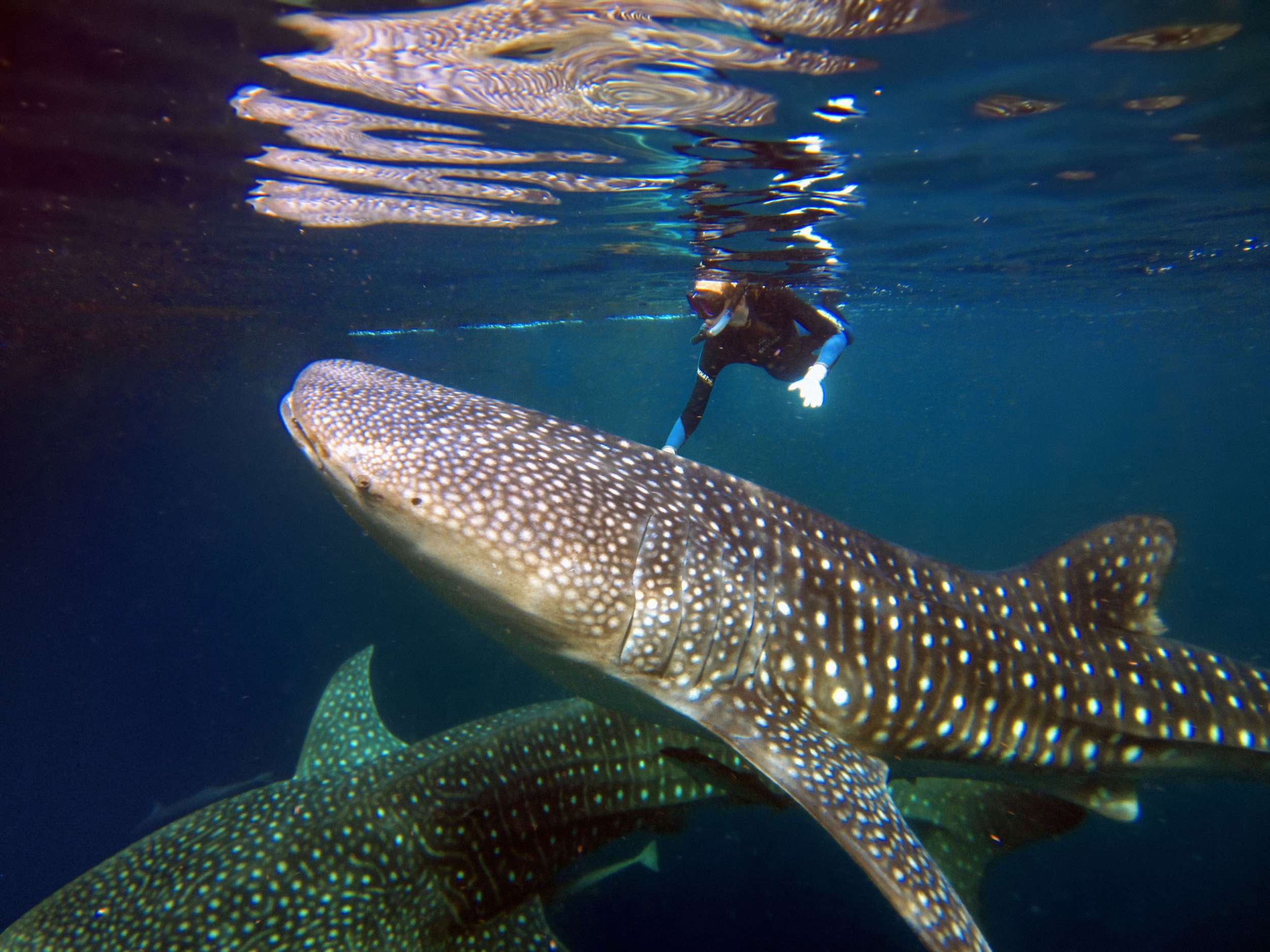 North Papua Indonesia Whale sharks