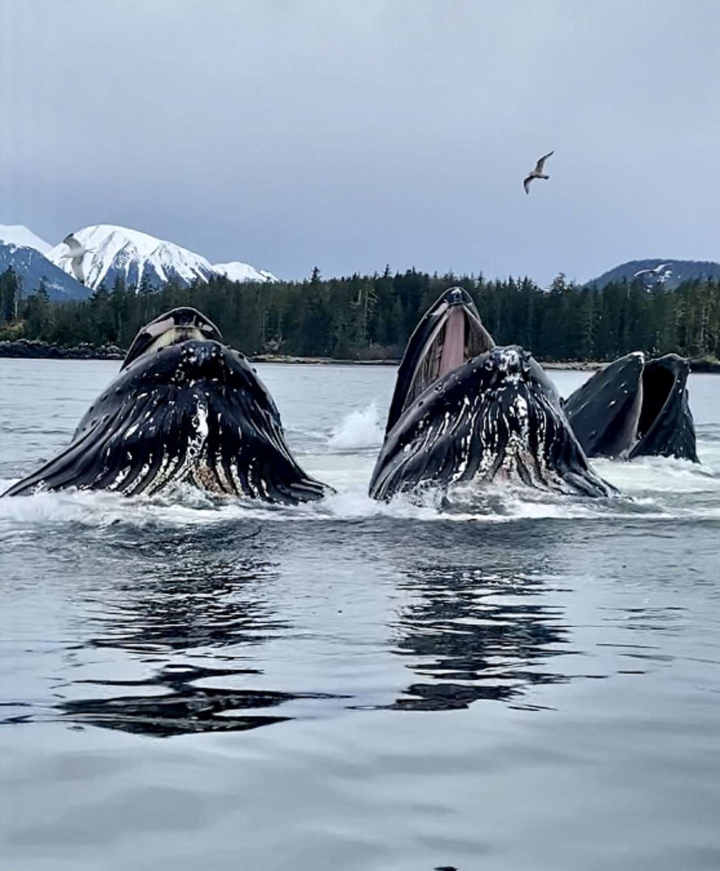 Bubble feeding