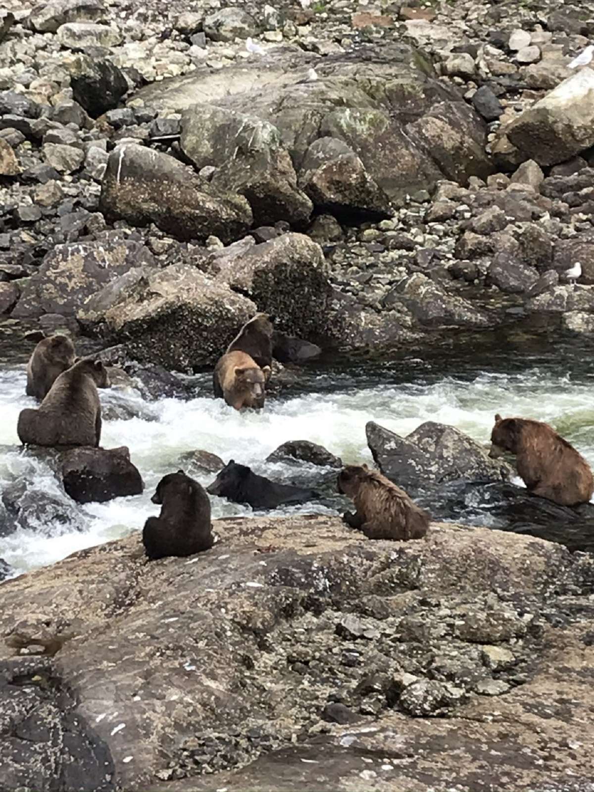 Brown bears fishing