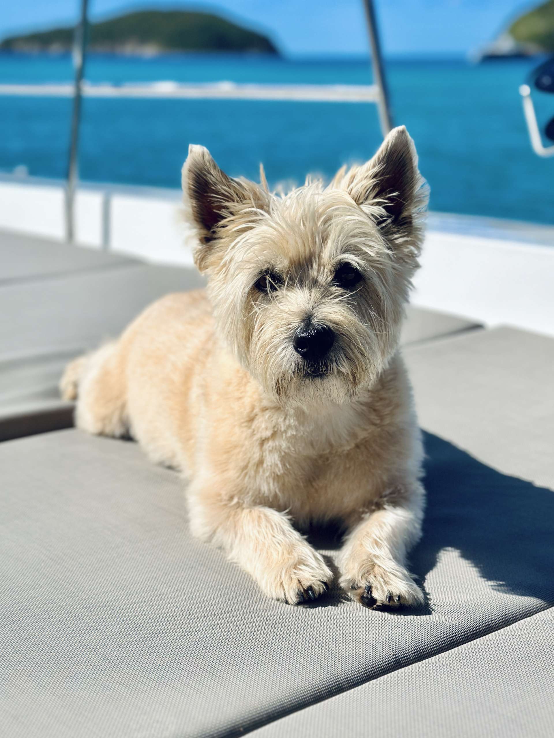 Gus | Onboard Friendly Dog