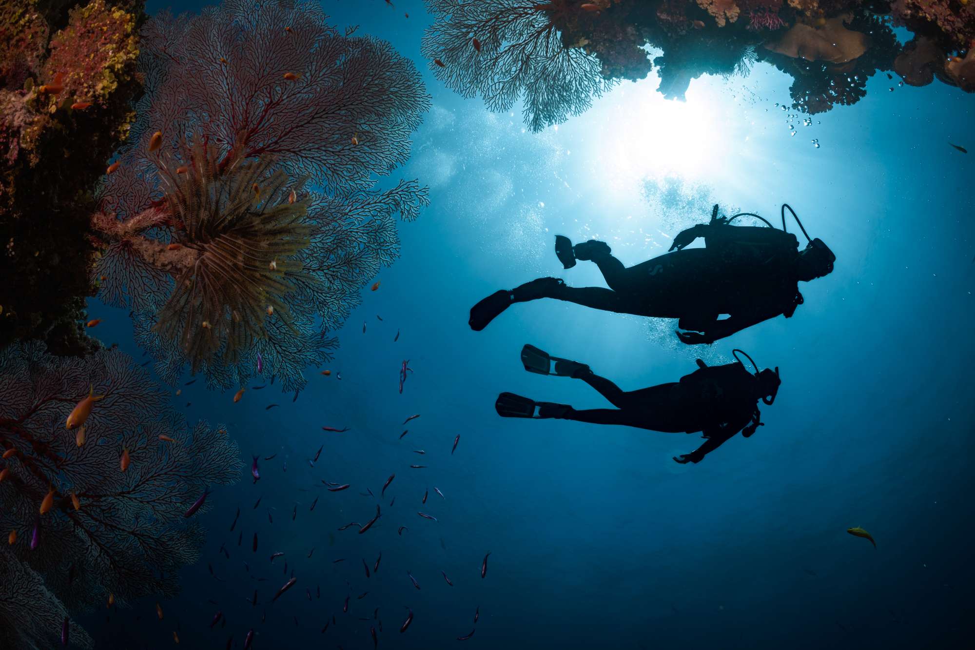 Diving Adventures 